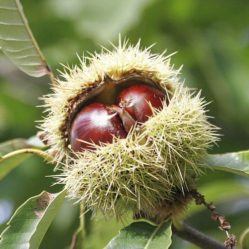 Chesnut tree